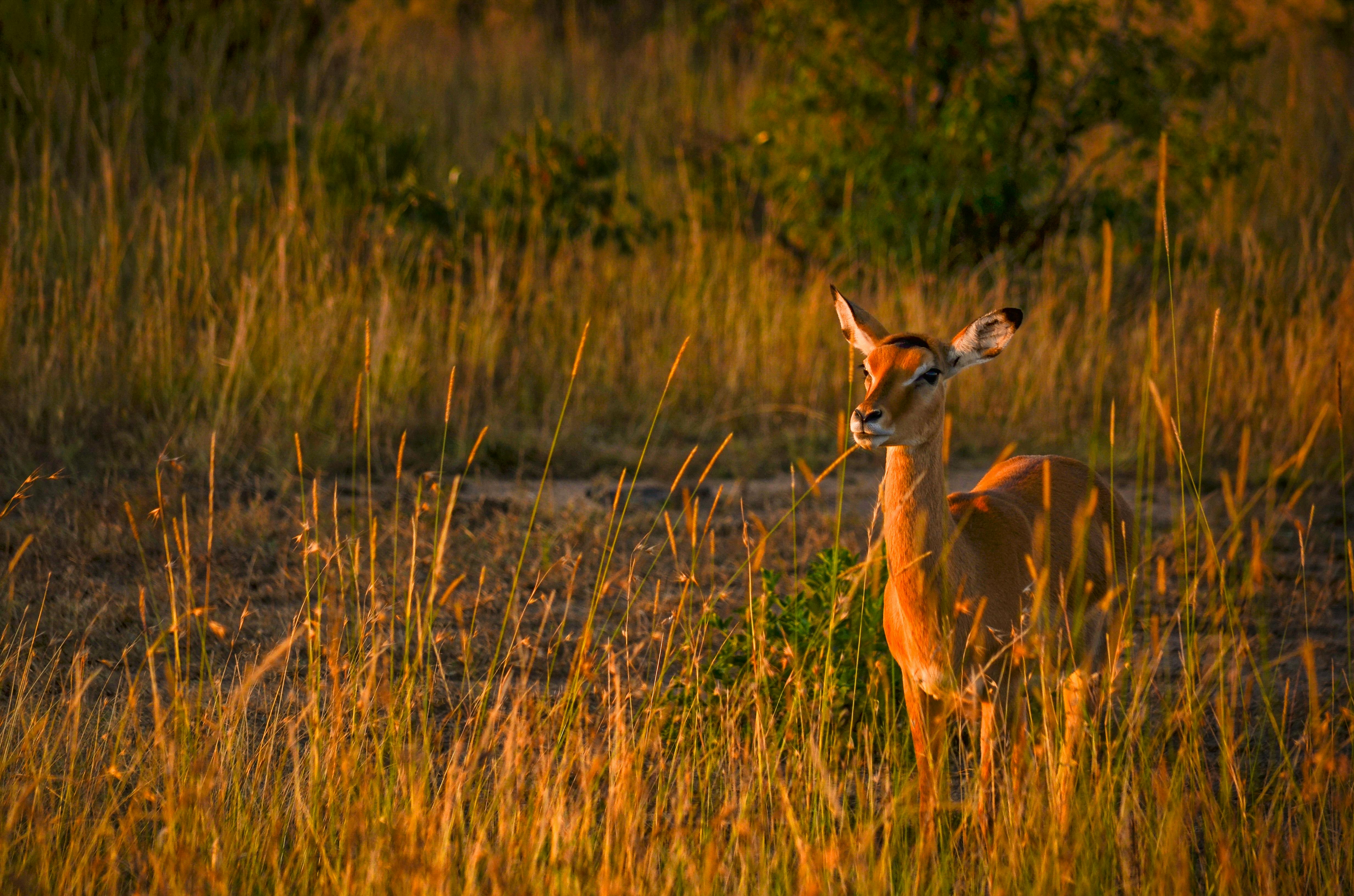 An impala standing alert in golden morning grassland