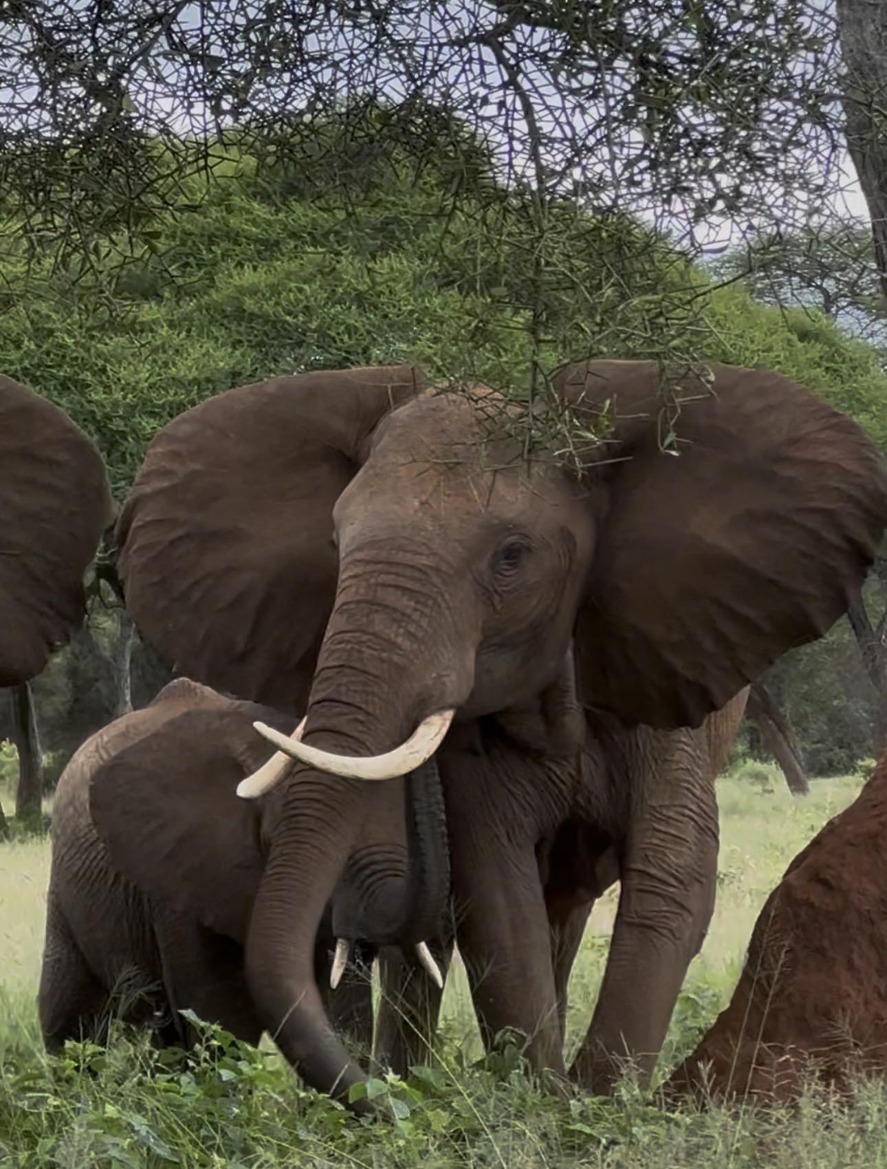Pamoja Safari