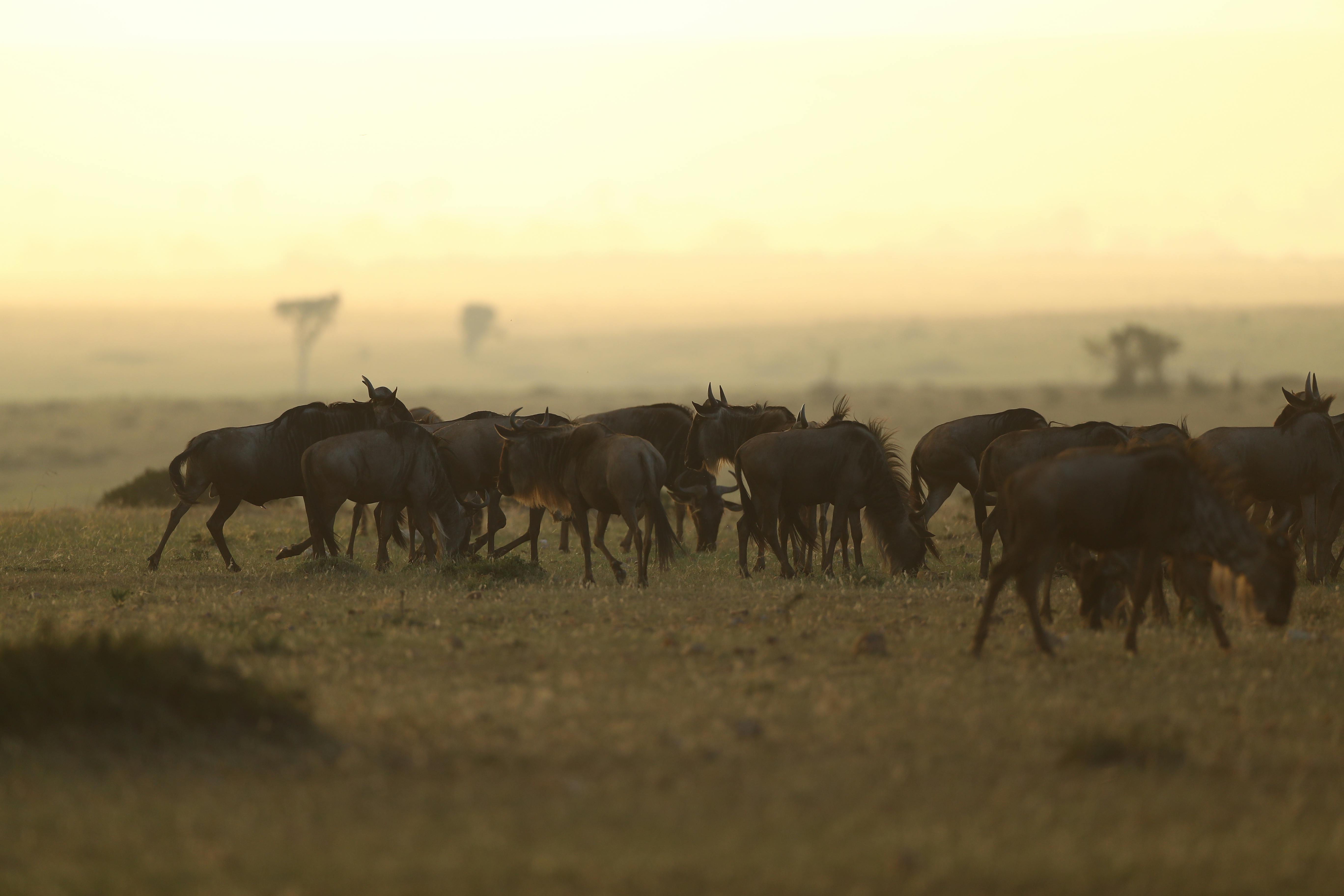A wildebeest herd moving through the morning mist