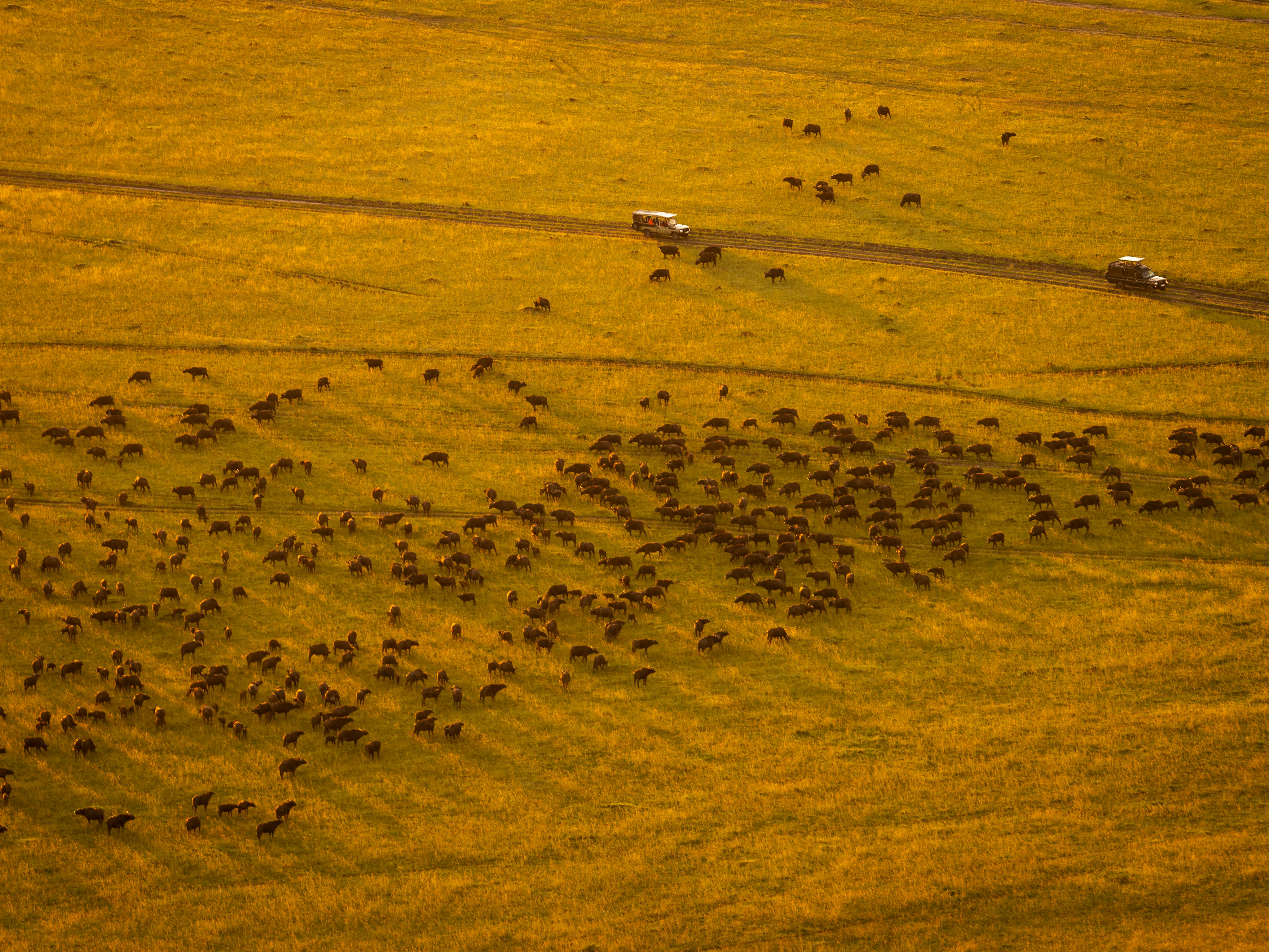 An aerial view of the great wildebeest migration crossing the plains