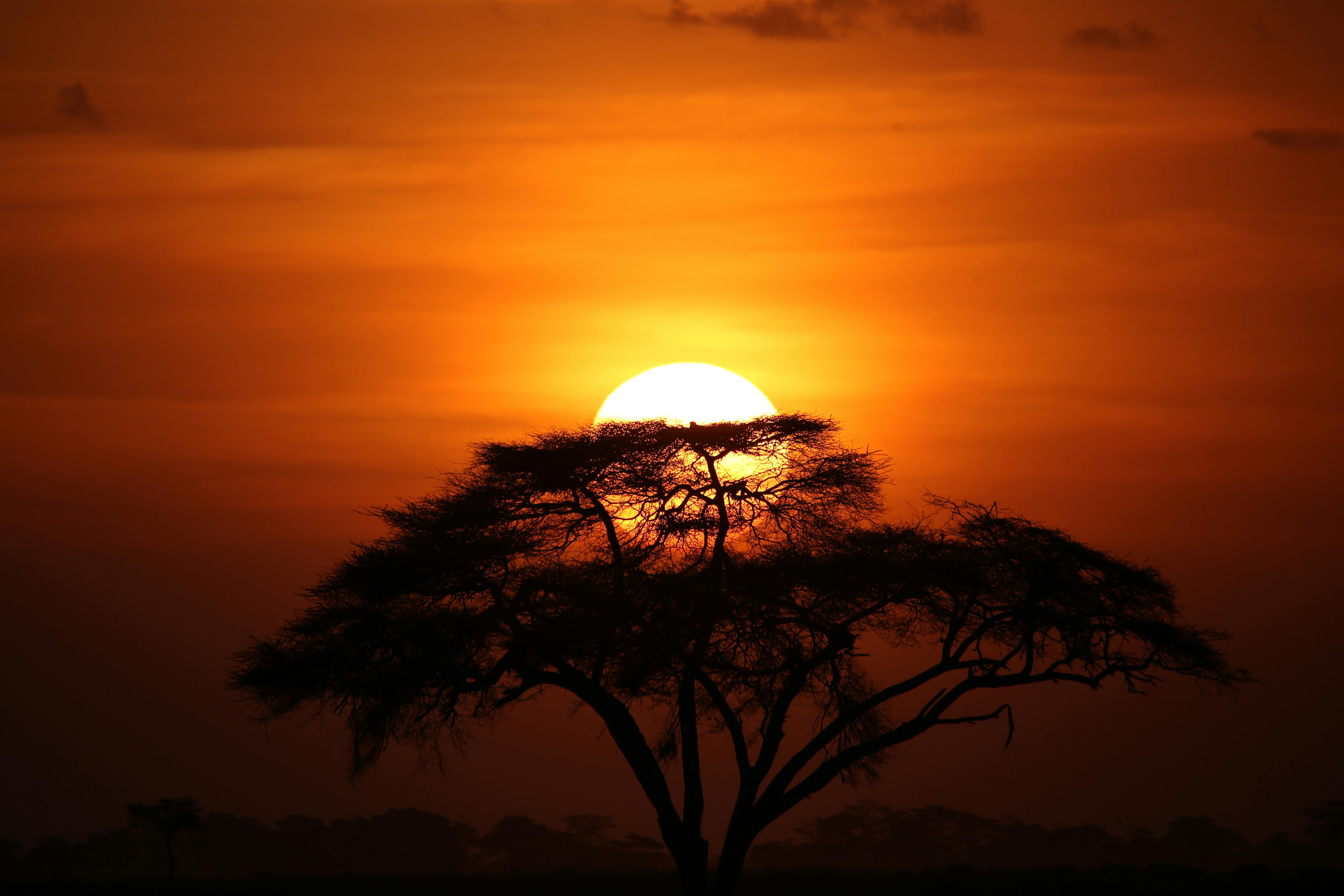A lone acacia tree silhouetted against a glowing Serengeti sunset