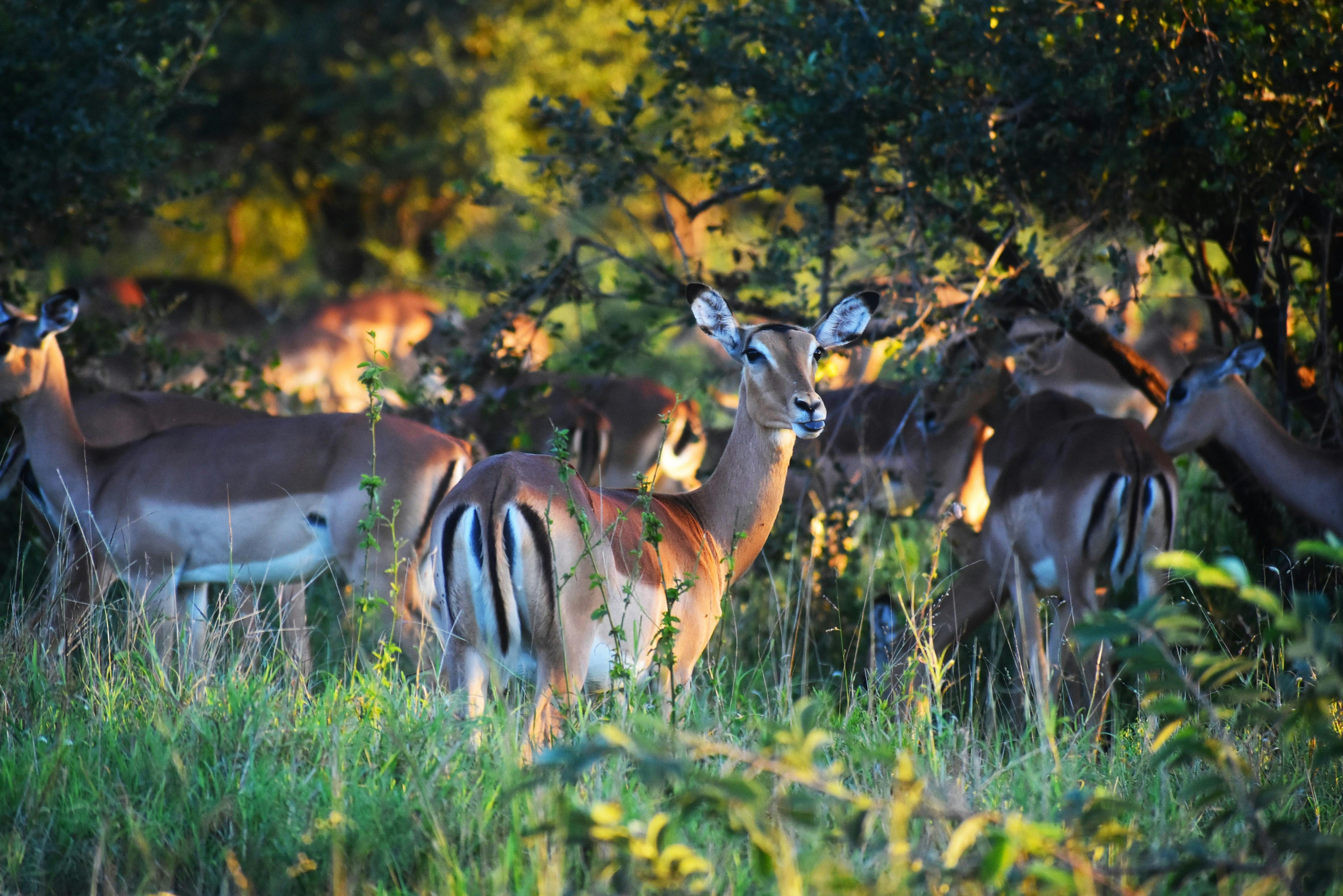 A herd of impala grazing at the edge of green bush