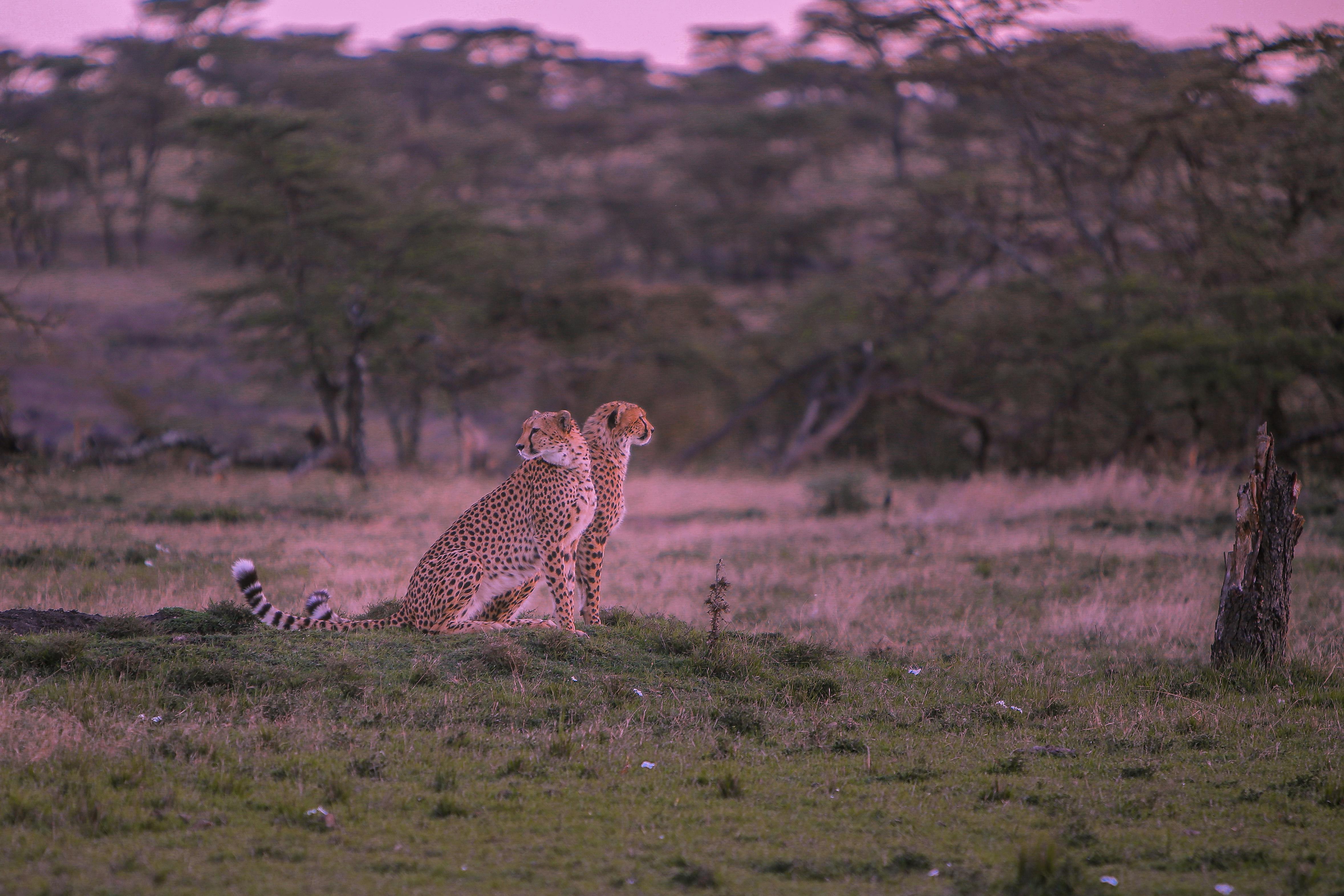 Two cheetahs resting on the open plains at dusk