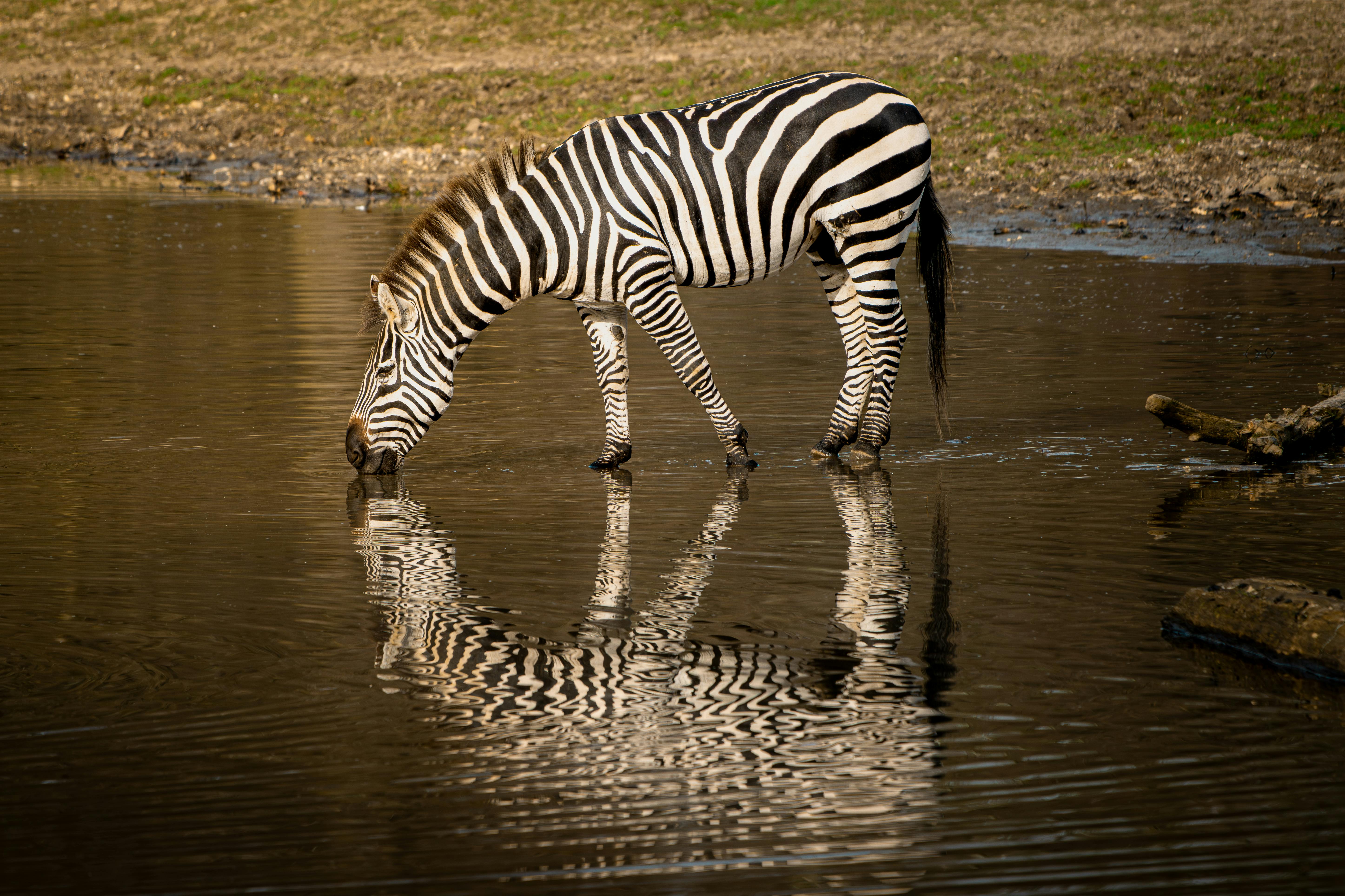 A zebra drinking at a waterhole, its reflection mirrored in the water