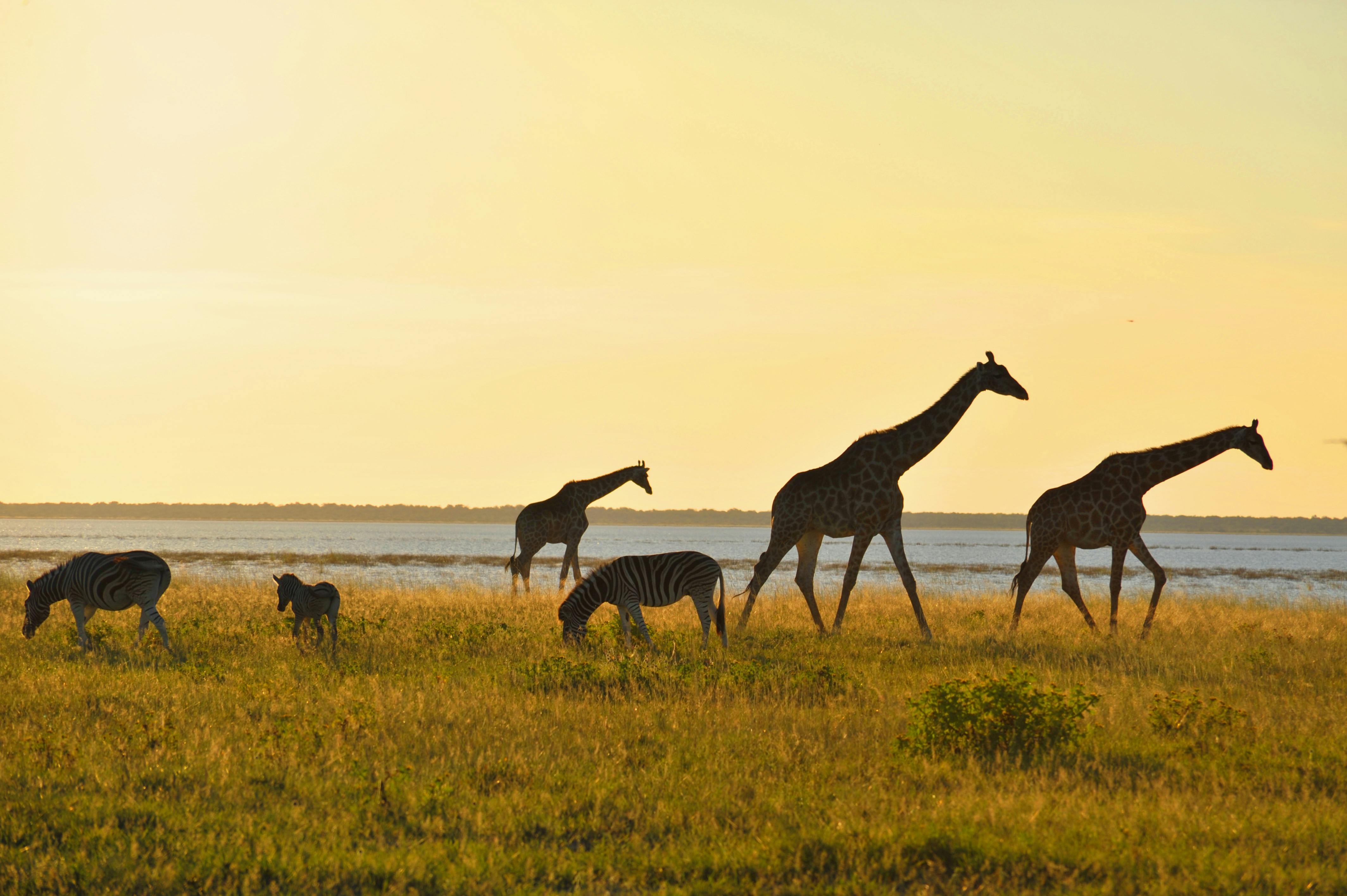 Giraffes and zebra crossing a lakeshore at golden hour